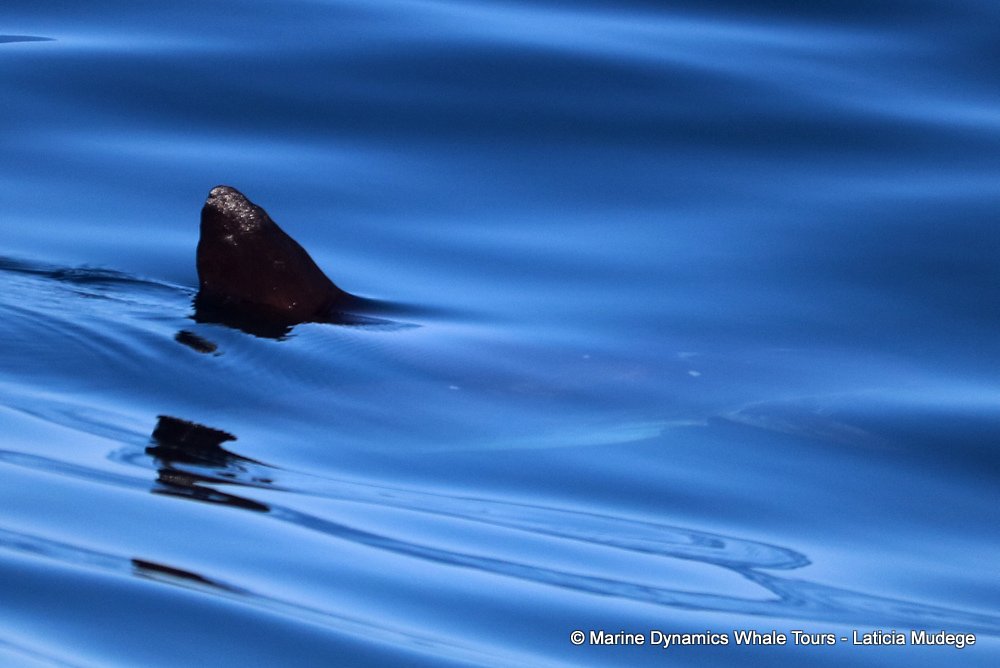 cape fur seal, whale watching, gansbaai, south africa