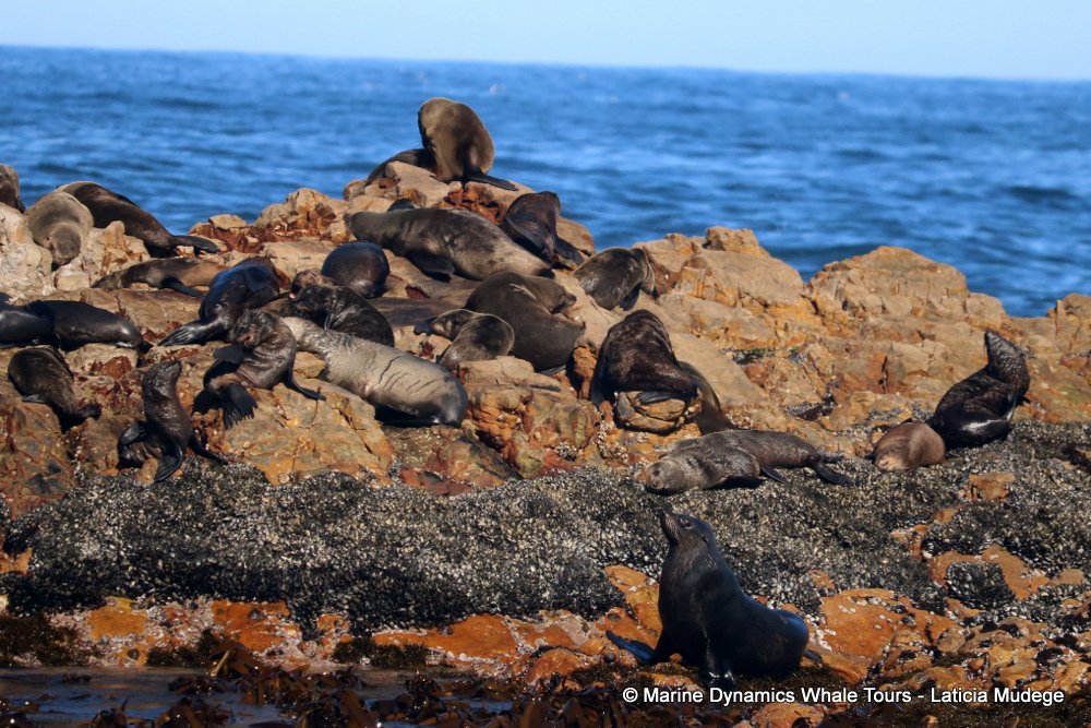 cape fur seal, whale watching, gansbaai, south africa
