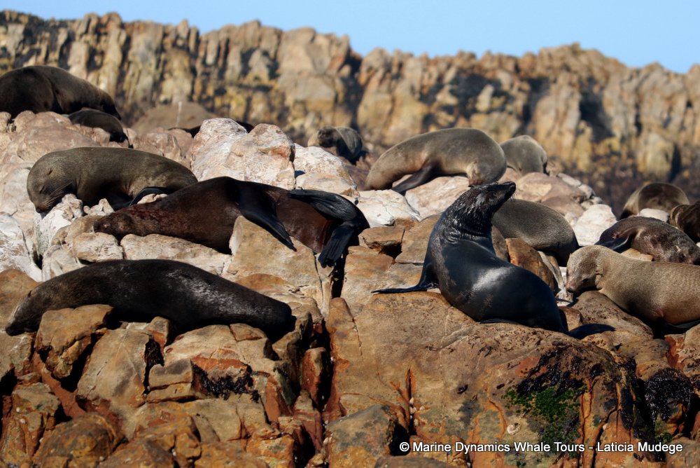 cape fur seal, whale watching, gansbaai, south africa