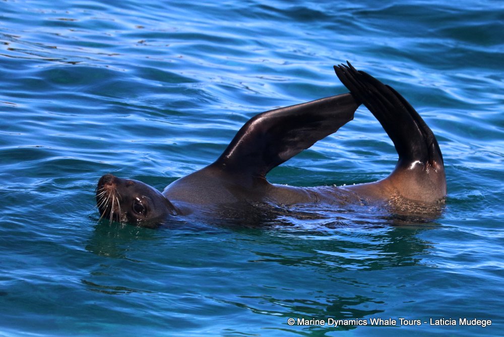 cape fur seal, whale watching, gansbaai, south africa