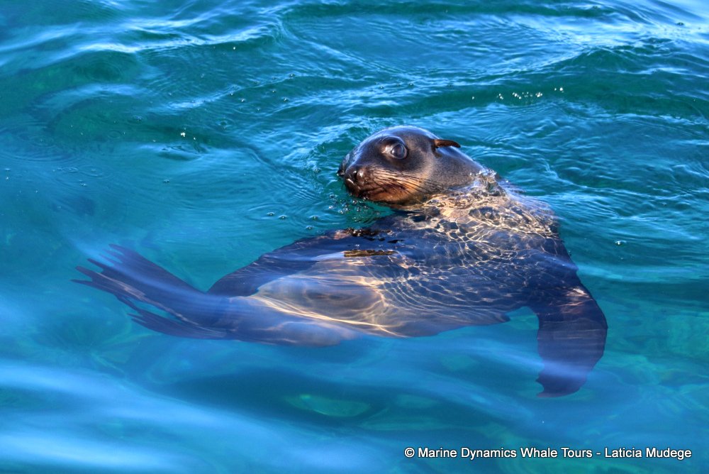 cape fur seal, whale watching, gansbaai, south africa