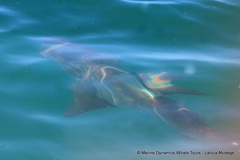 bronze whaler shark, whale watching, gansbaai, south africa,
