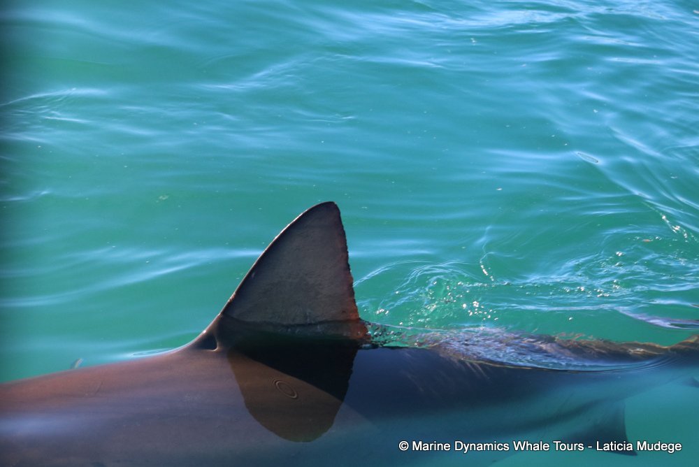 bronze whaler shark, whale watching, gansbaai, south africa,