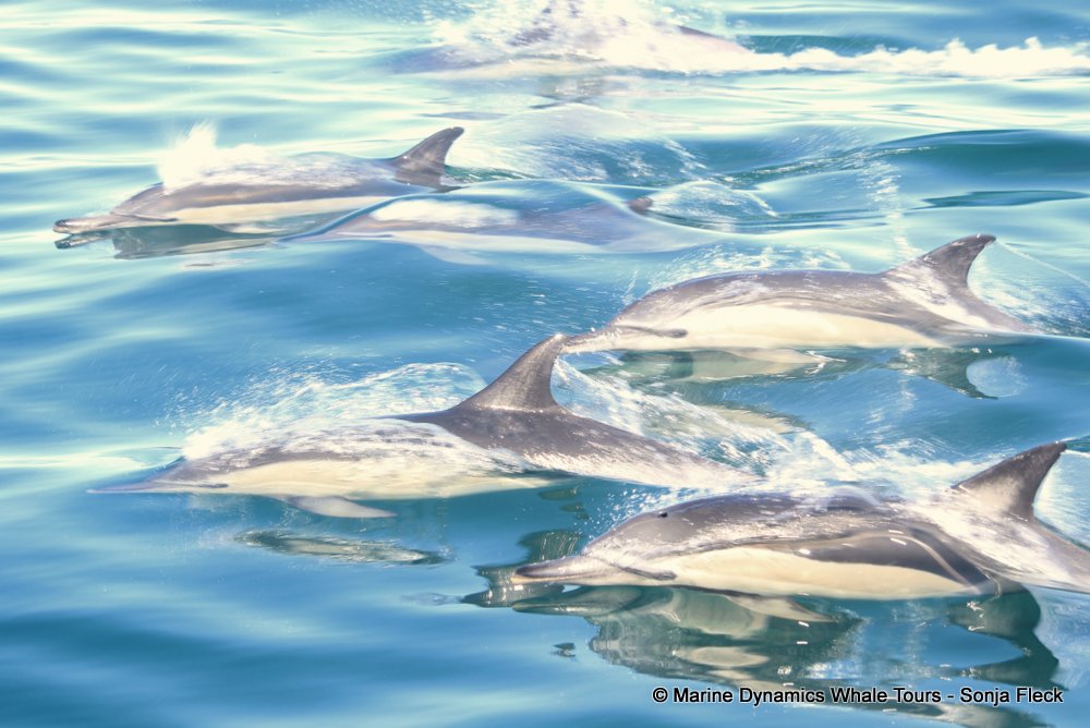 common dolphin, whale watching, gansbaai, south africa