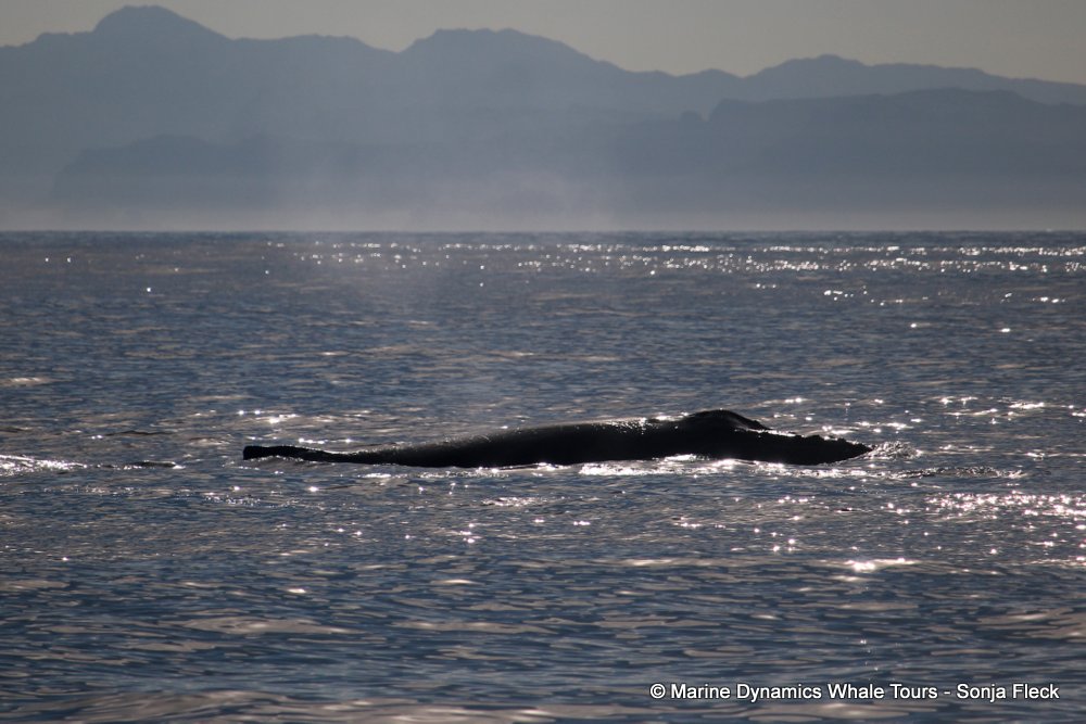 humpback whale, whale watching, gansbaai, south africa