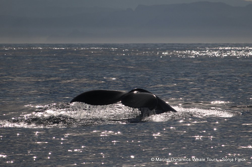 humpback whale, whale watching, gansbaai, south africa