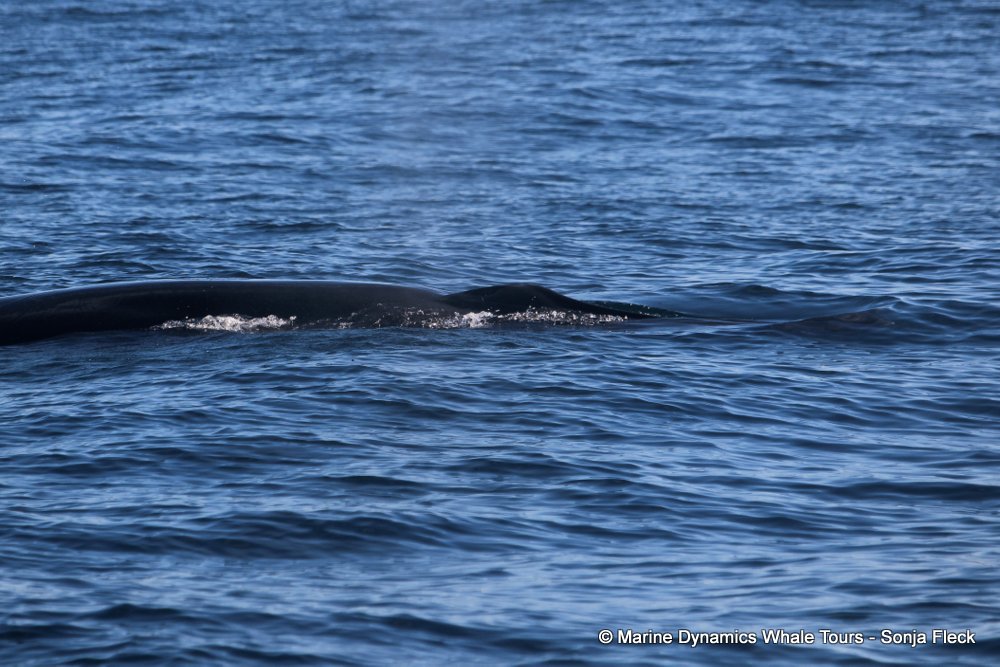 bryde's whale, whale watching, gansbaai, south africa,