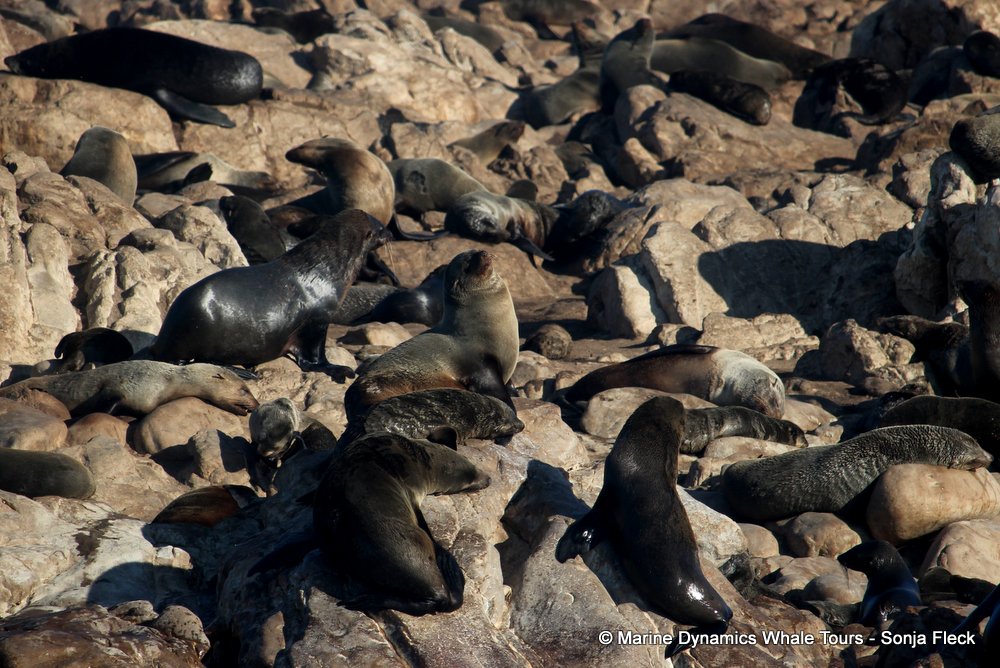 cape fur seal, whale watching, gansbaai, south africa