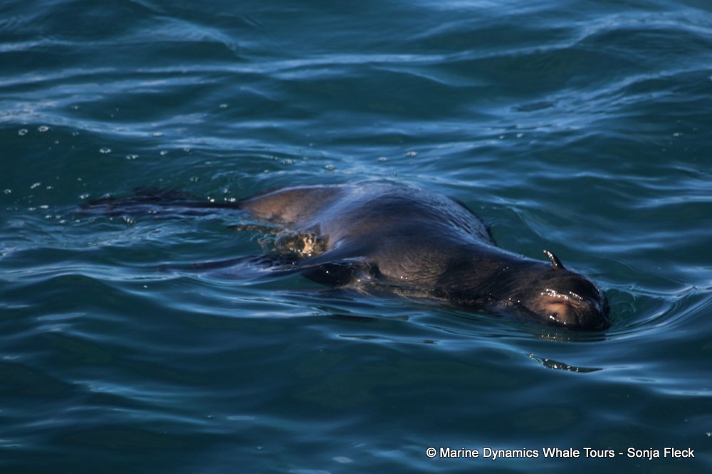 cape fur seal, whale watching, gansbaai, south africa