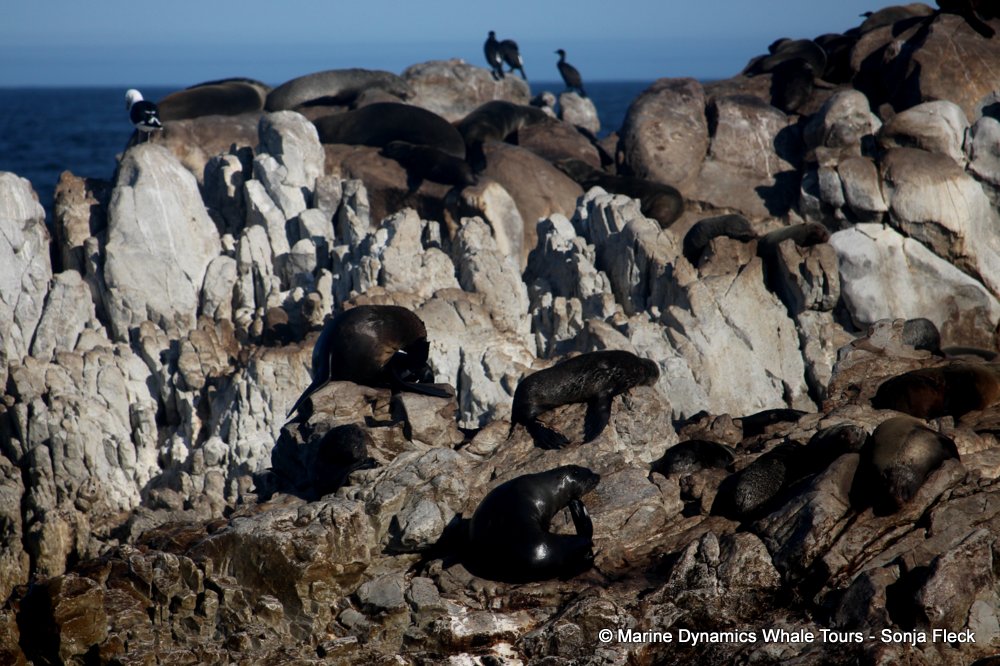 cape fur seal, whale watching, gansbaai, south africa
