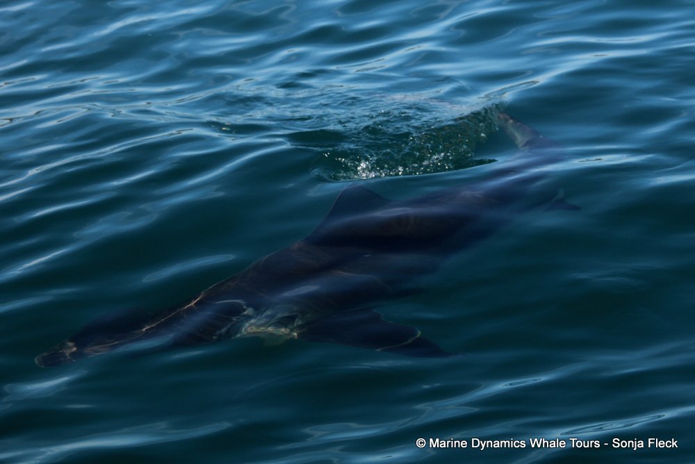 bronze whaler shark, whale watching, gansbaai, south africa,