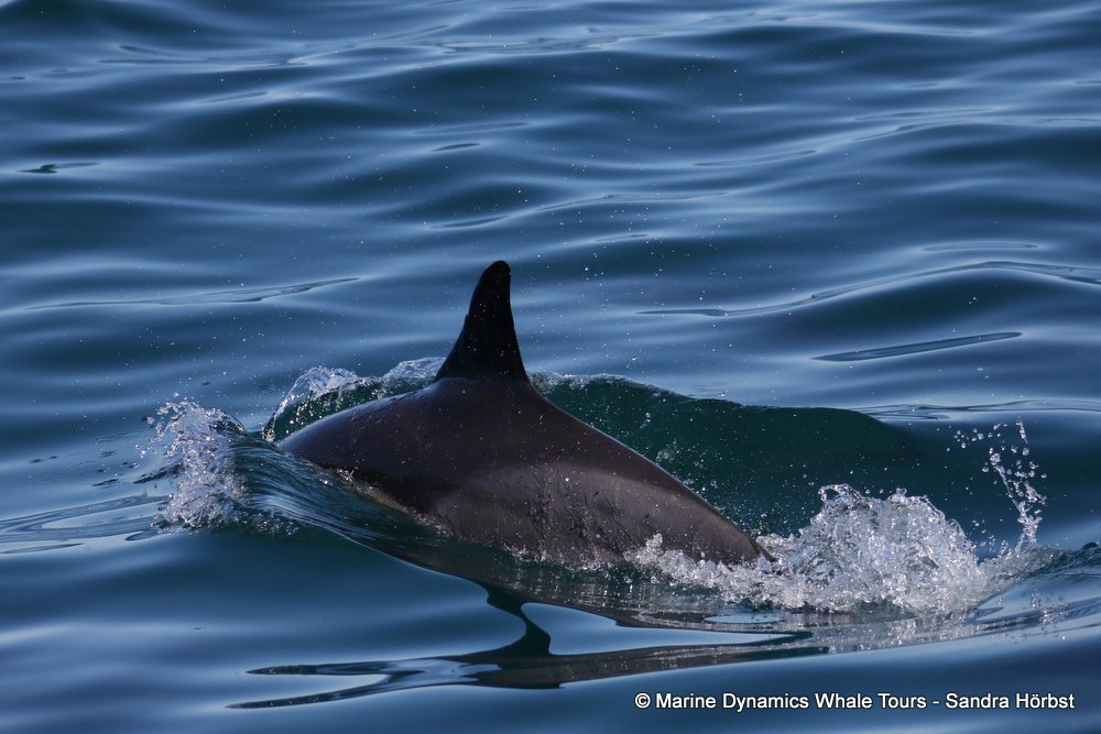 dolphin, whale watching, gansbaai, south africa,