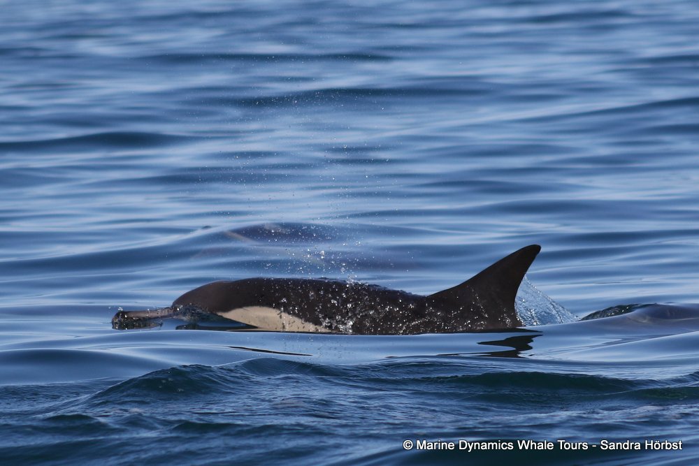 dolphin, whale watching, gansbaai, south africa,