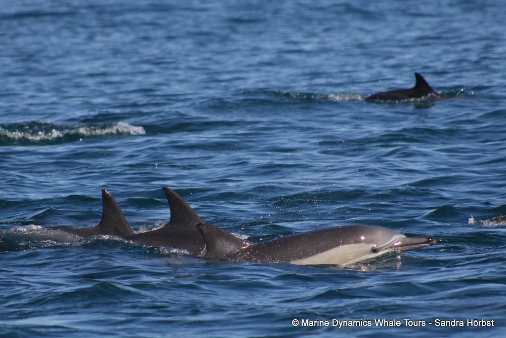 dolphin, whale watching, gansbaai, south africa,