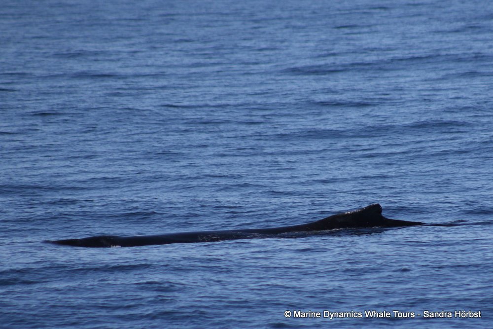 humpback whale, whale watching, gansbaai, south africa