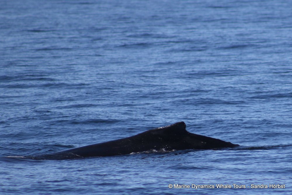 humpback whale, whale watching, gansbaai, south africa