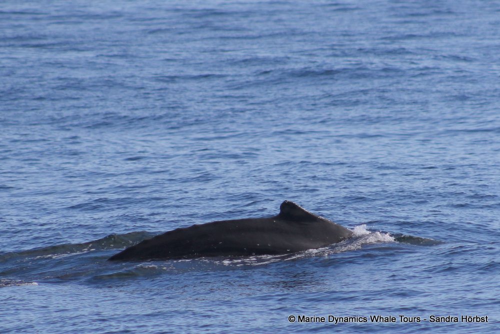 humpback whale, whale watching, gansbaai, south africa