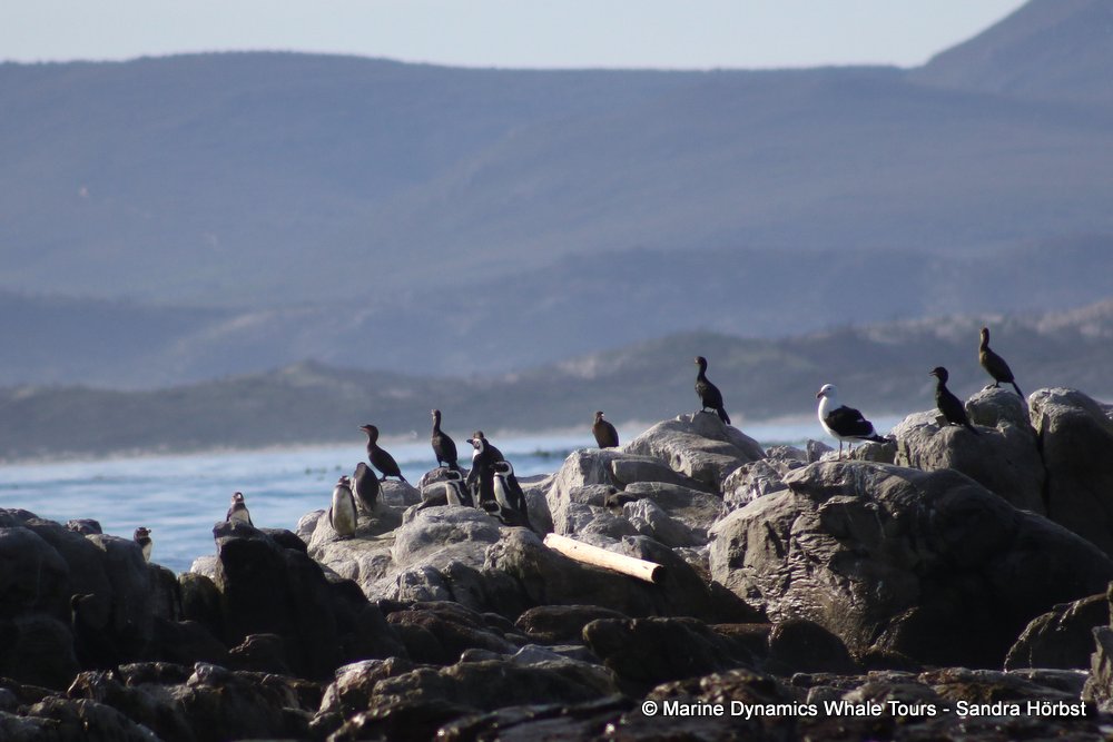 dyer island, whale watching, gansbaai, south africa,