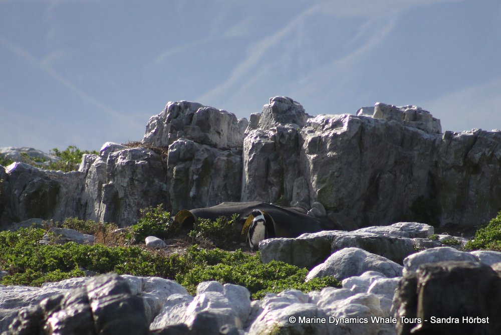 dyer island, whale watching, gansbaai, south africa,
