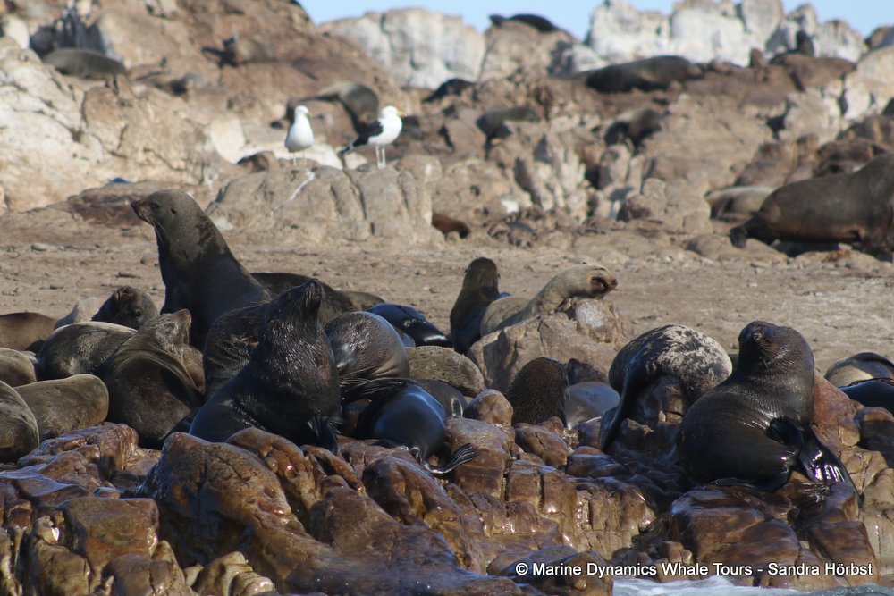 cape fur seal, whale watching, gansbaai, south africa