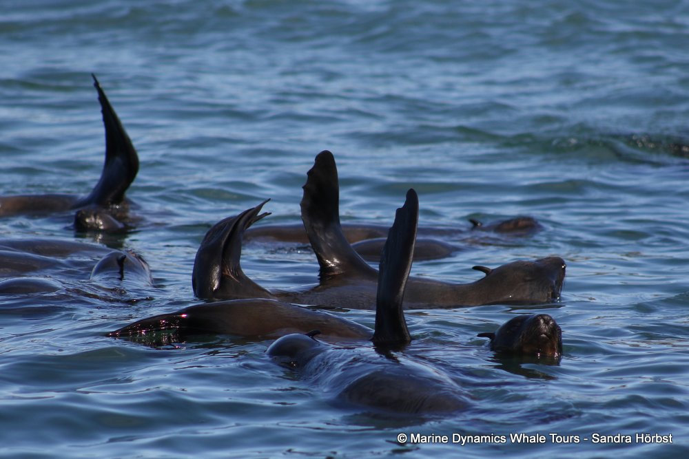 cape fur seal, whale watching, gansbaai, south africa