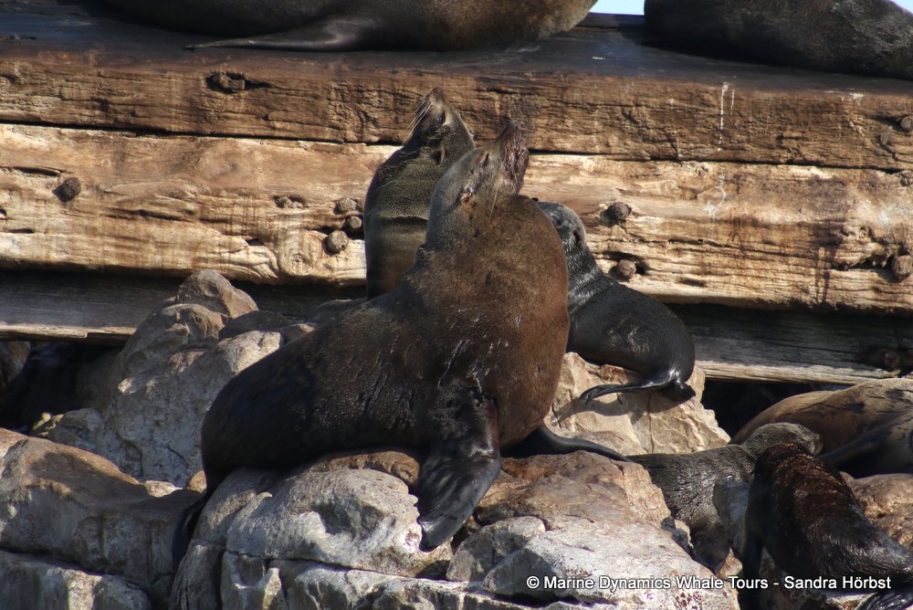 cape fur seal, whale watching, gansbaai, south africa