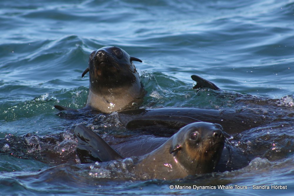 cape fur seal, whale watching, gansbaai, south africa