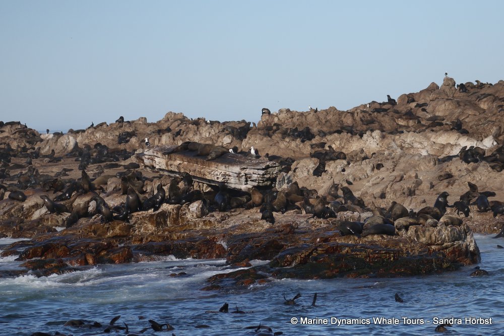 cape fur seal, whale watching, gansbaai, south africa