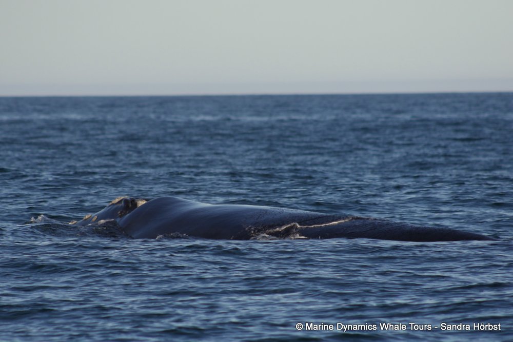 Southern right whale, whale watching, gansbaai, south africa,