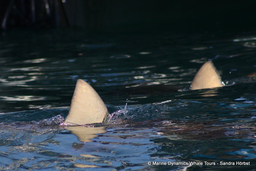 bronze whaler shark, whale watching, gansbaai, south africa,