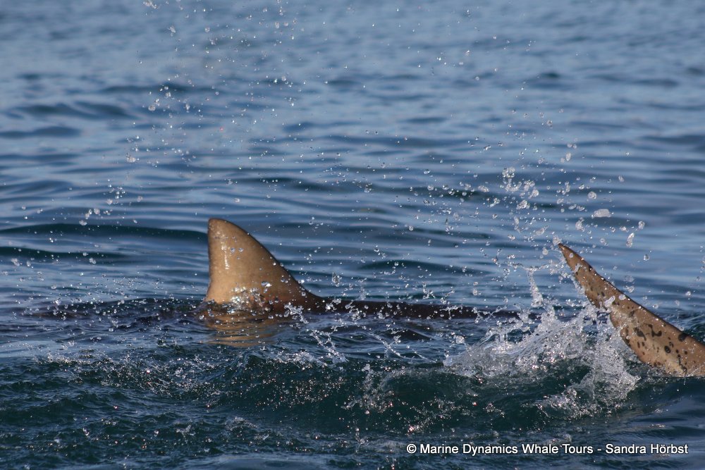 bronze whaler shark, whale watching, gansbaai, south africa,