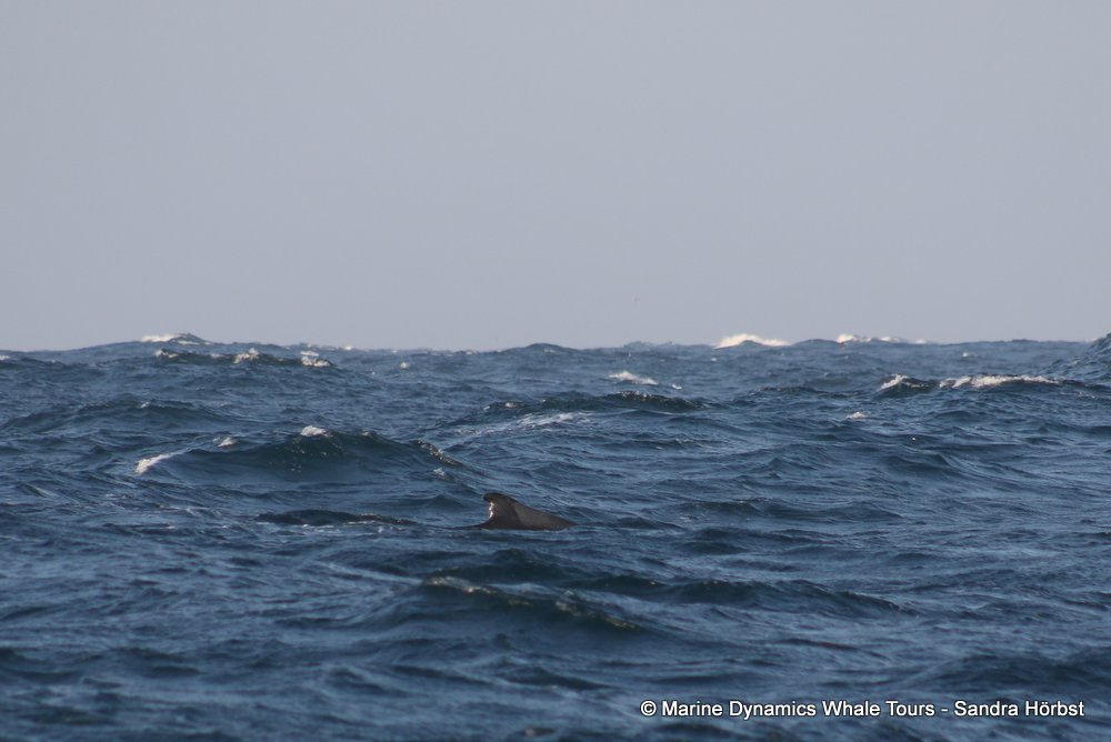 humpback whale, whale watching, gansbaai, south africa