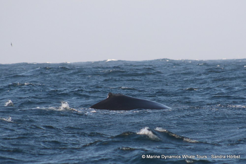 humpback whale, whale watching, gansbaai, south africa