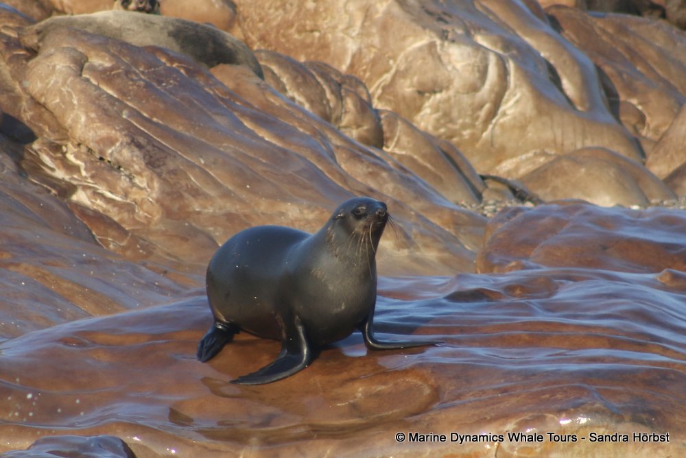 cape fur seal, whale watching, gansbaai, south africa