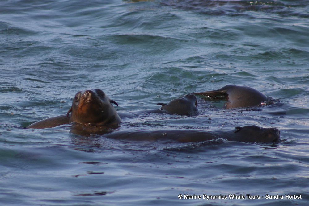 cape fur seal, whale watching, gansbaai, south africa