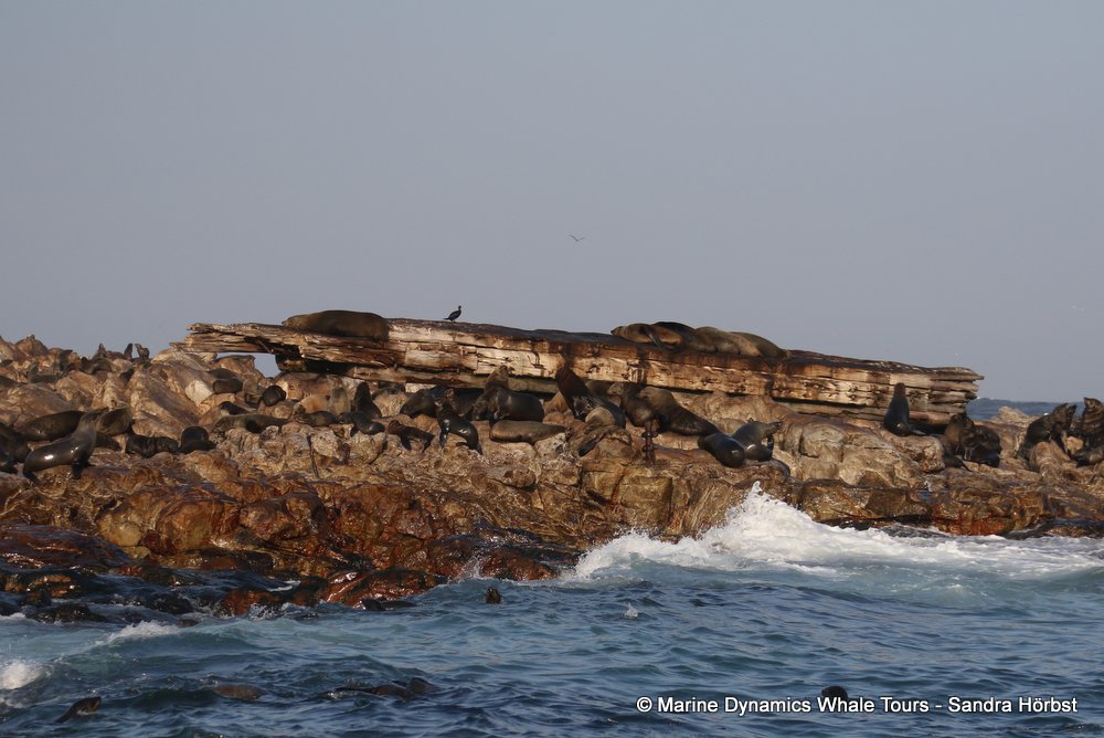 cape fur seal, whale watching, gansbaai, south africa