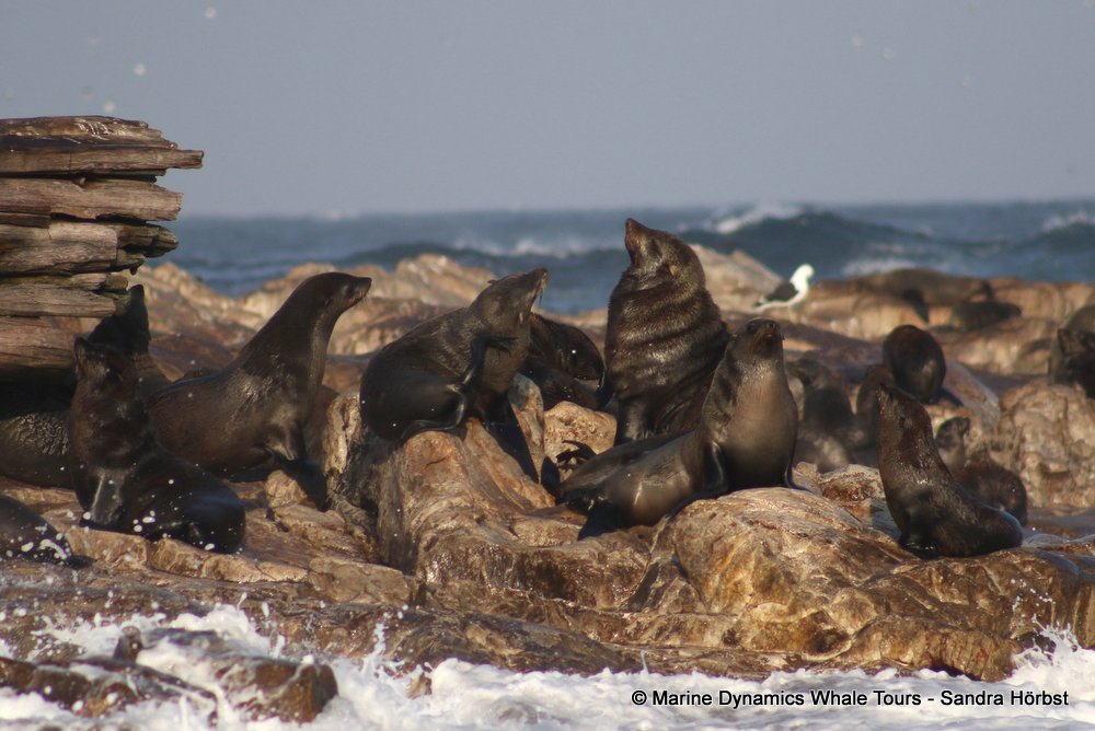 cape fur seal, whale watching, gansbaai, south africa