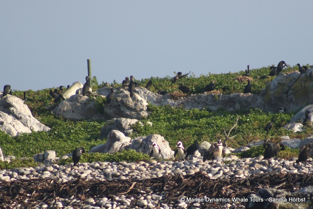 penguins, whale watching, gansbaai, south africa,