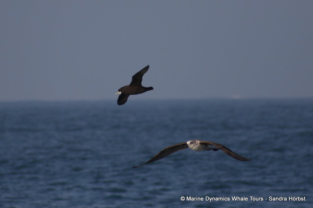 gull, whale watching, gansbaai, south africa,