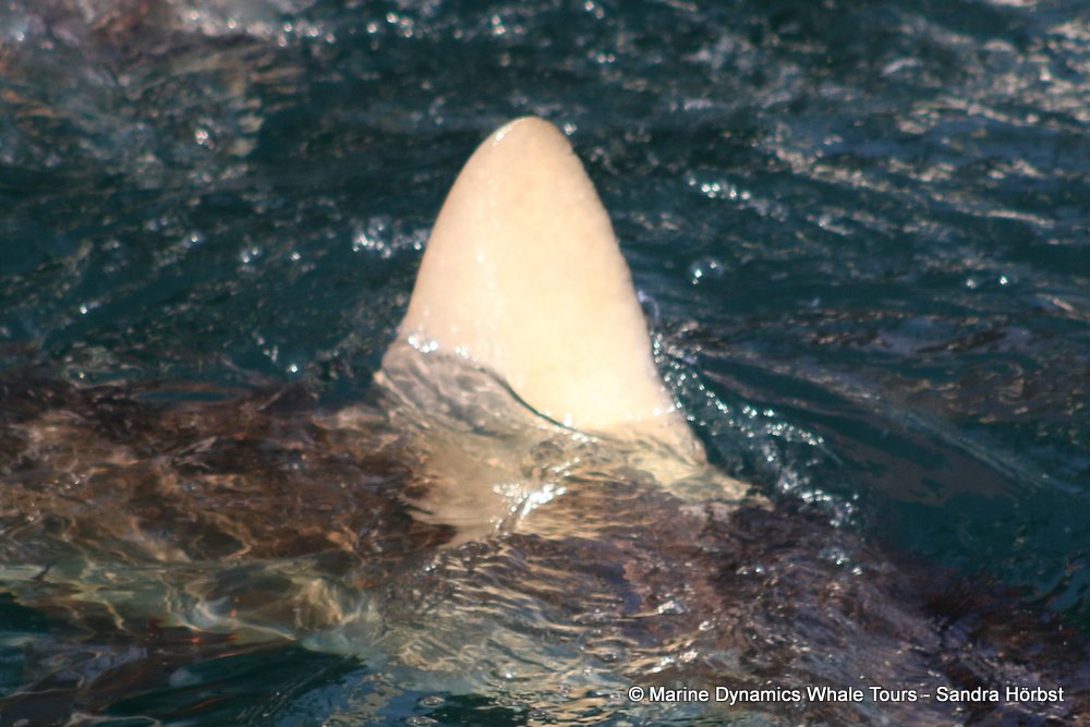 shark dorsal fin, whale watching, gansbaai, south africa,