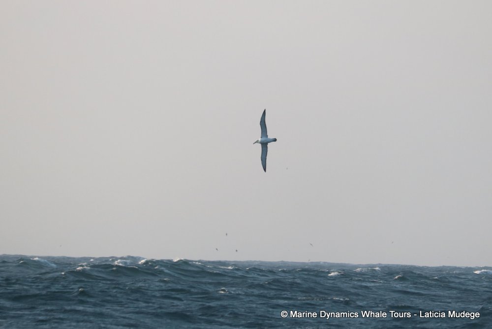albatross, whale watching, gansbaai, south africa