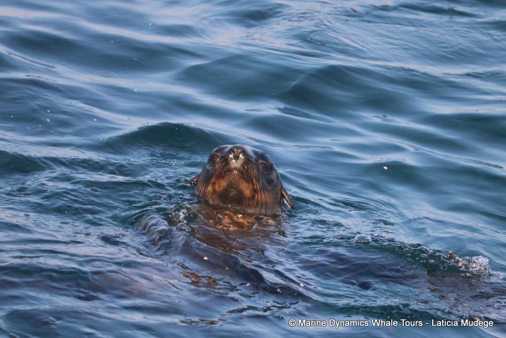 cape fur seal, whale watching, gansbaai, south africa