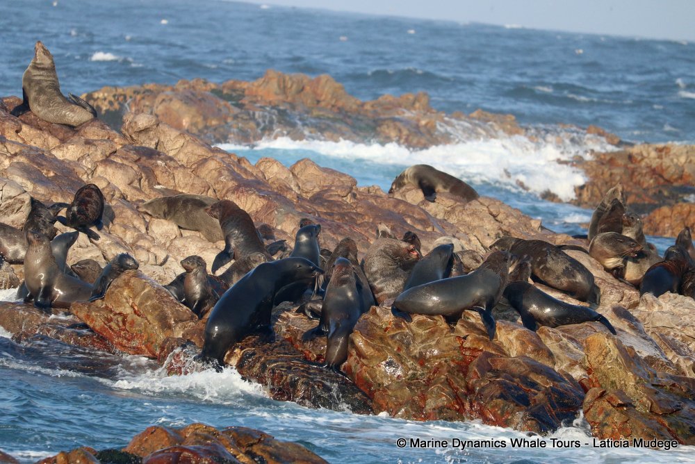 cape fur seal, whale watching, gansbaai, south africa