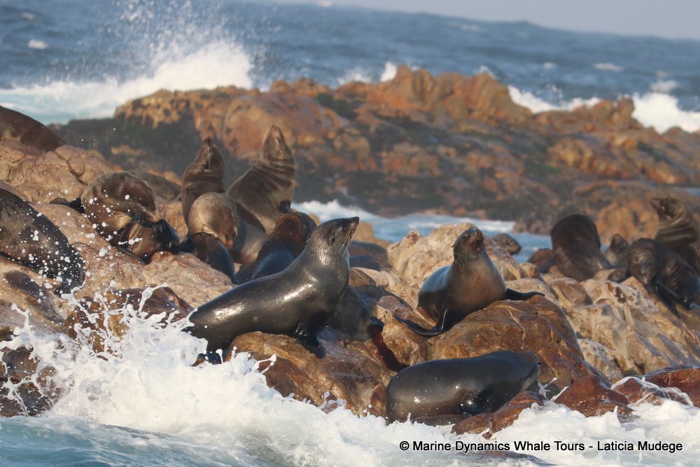 cape fur seal, whale watching, gansbaai, south africa
