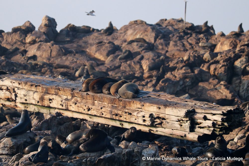 cape fur seal, whale watching, gansbaai, south africa