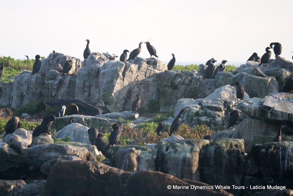 african penguin, whale watching, gansbaai, south africa