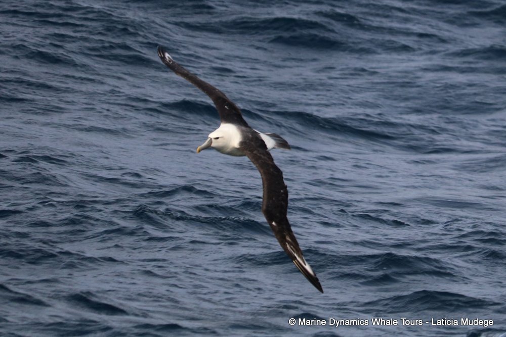 albatross, whale watching, gansbaai, south africa