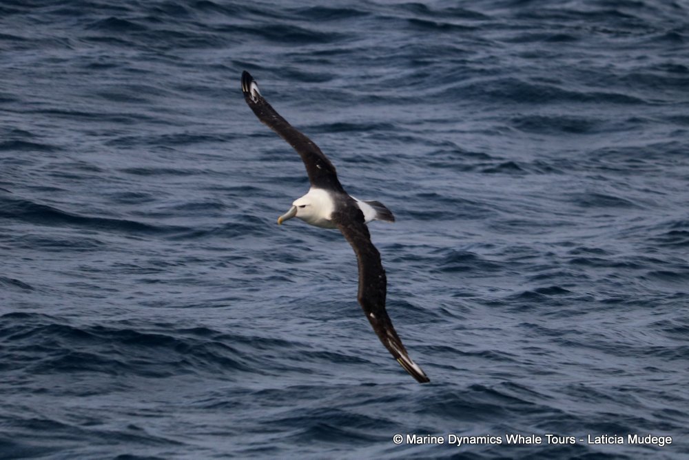 albatross, whale watching, gansbaai, south africa