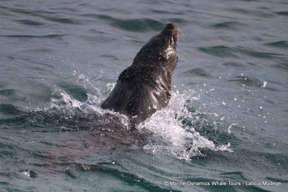 cape fur seal, whale watching, gansbaai, south africa