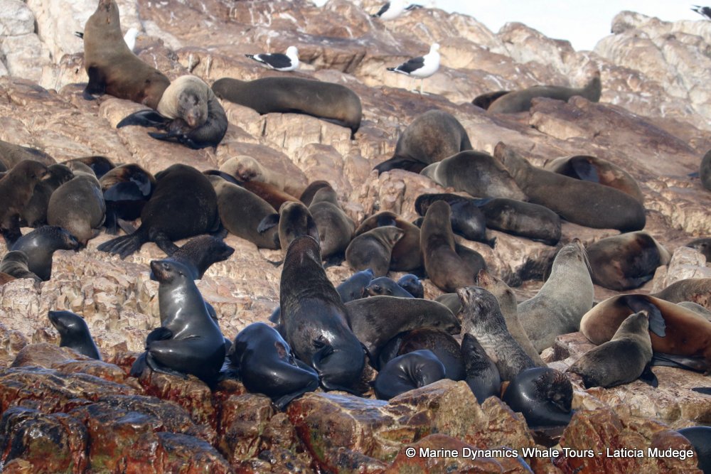 cape fur seal, whale watching, gansbaai, south africa